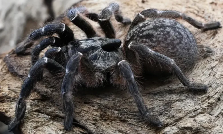 Ceratogyrus darlingi