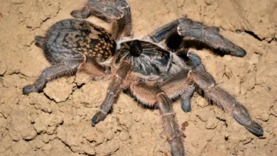 Ceratogyrus marshalli