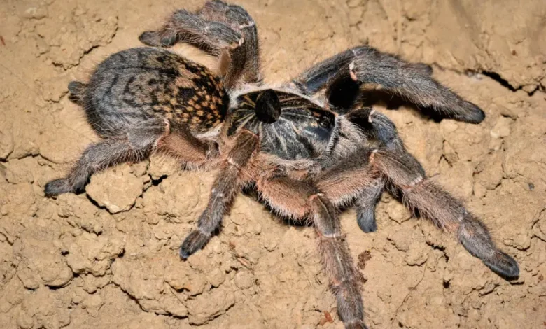 Ceratogyrus marshalli