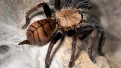 Chilobrachys fimbriatus