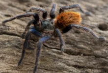 Chromatopelma cyaneopubescens