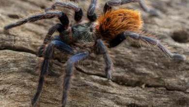 Chromatopelma cyaneopubescens