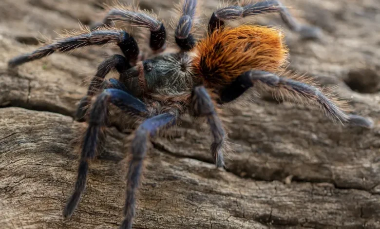 Chromatopelma cyaneopubescens