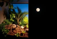 Ciclo de Luz y Oscuridad adecuado en el cuidado de tarántulas