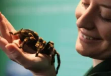 Cómo Alimentar a tu Tarántula