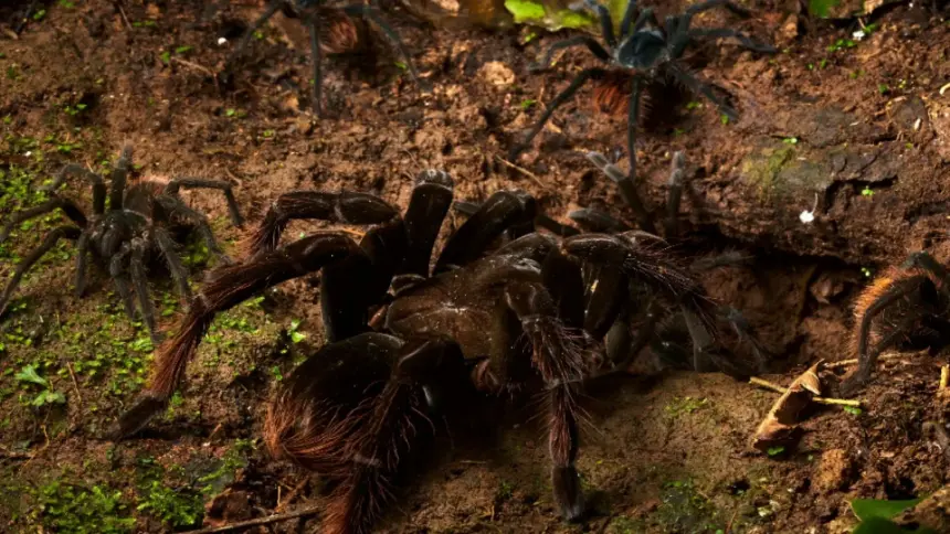 Conservación de las Tarántulas y su Hábitat