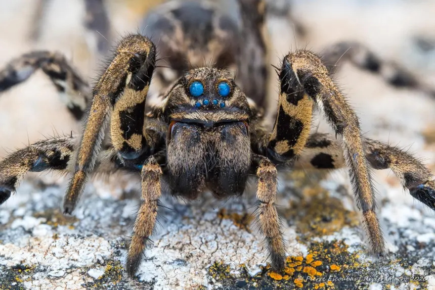 Cuántos ojos tienen las arañas