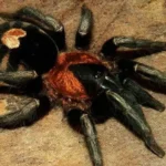 Cyriocosmus elegans (Tarántula enana venezolana)