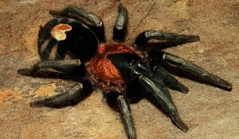 Cyriocosmus elegans (Tarántula enana venezolana)