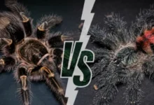 Diferencias entre Tarántulas Terrestres y Arbóreas