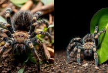 Different defensive behaviors used by tarantulas in the wild and in captivity.