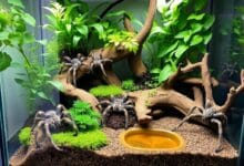 Enriquecimiento Ambiental para las tarántulas en cautiverio