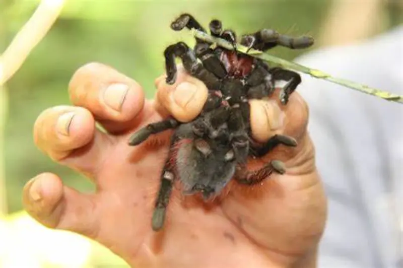 Es Peligrosa la Mordedura de una Tarántula