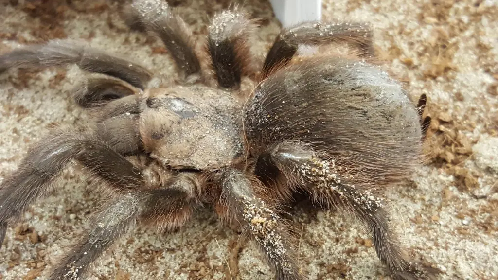 Fungal Infections (Mycosis) in Tarantulas