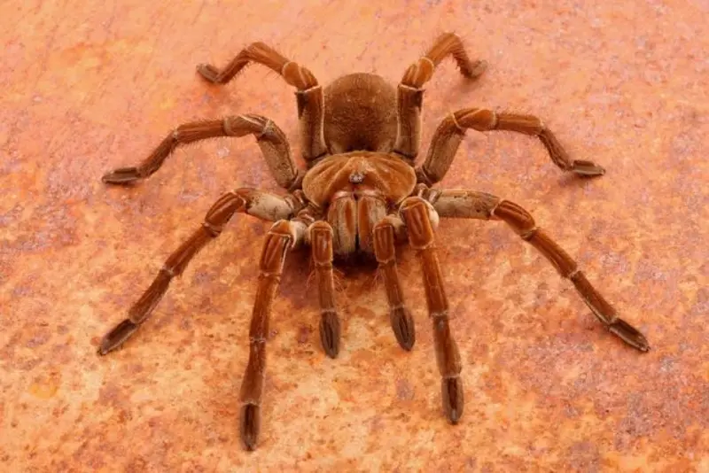 Goliath Birdeater