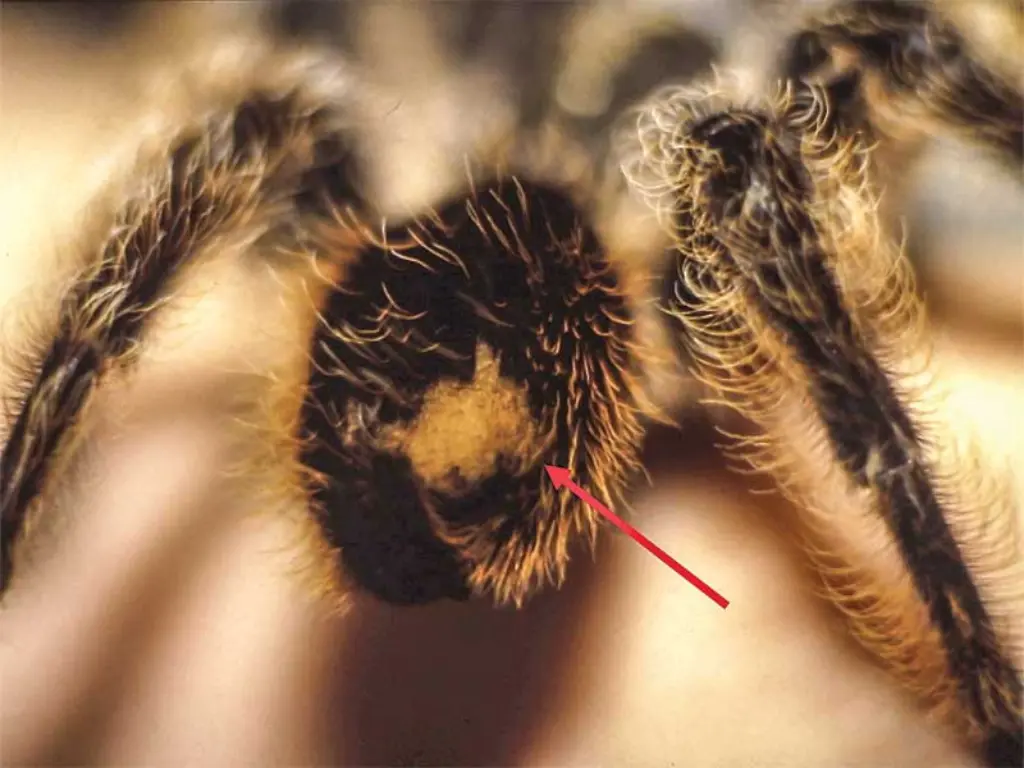 Hair Loss (Balding) in Tarantulas