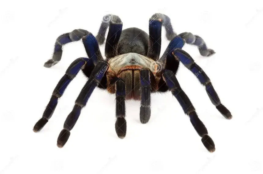 Haplopelma lividum (Cyriopagopus lividus)