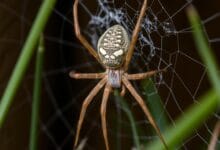 Hobo spider