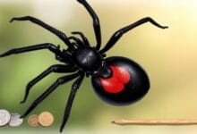 How big is a black widow spider?