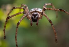 How many legs do spiders have?