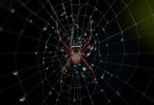 How strong is a black widow spider web?