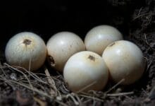 Incubación de Huevos de tarantula
