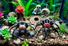 Introducing New Tarantulas to the Terrarium