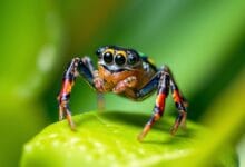 Jumping Spiders