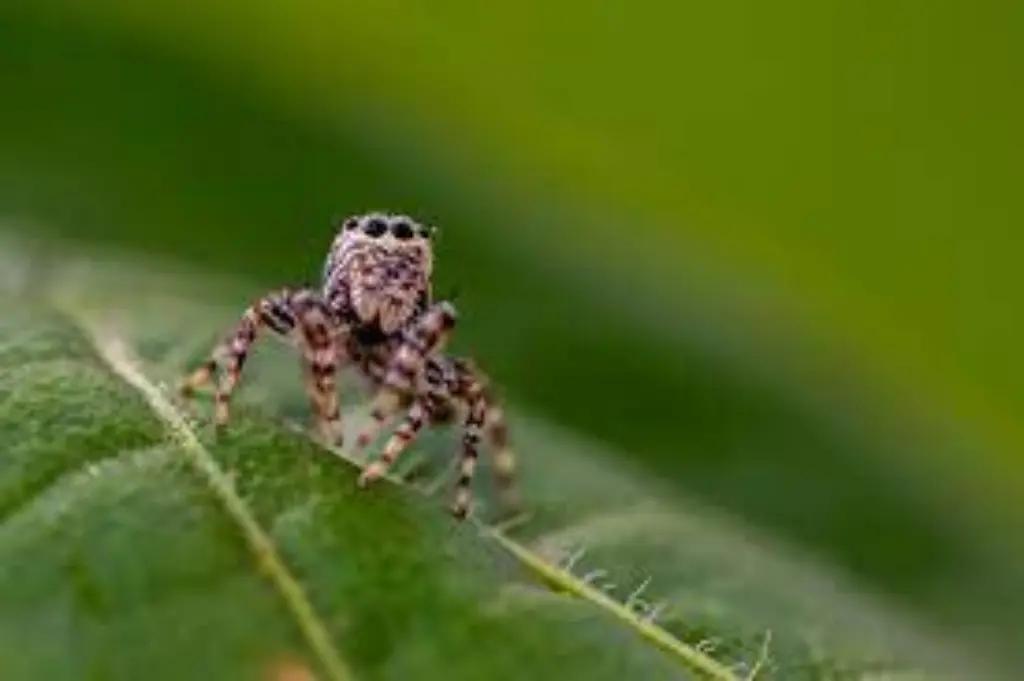 Jumping spiders