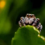 Jumping spiders Nature’s little acrobats