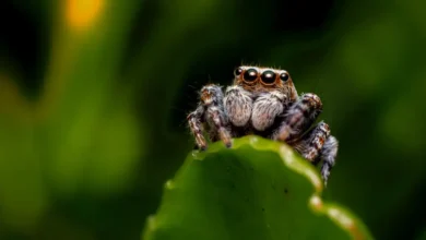 Jumping spiders Nature's little acrobats