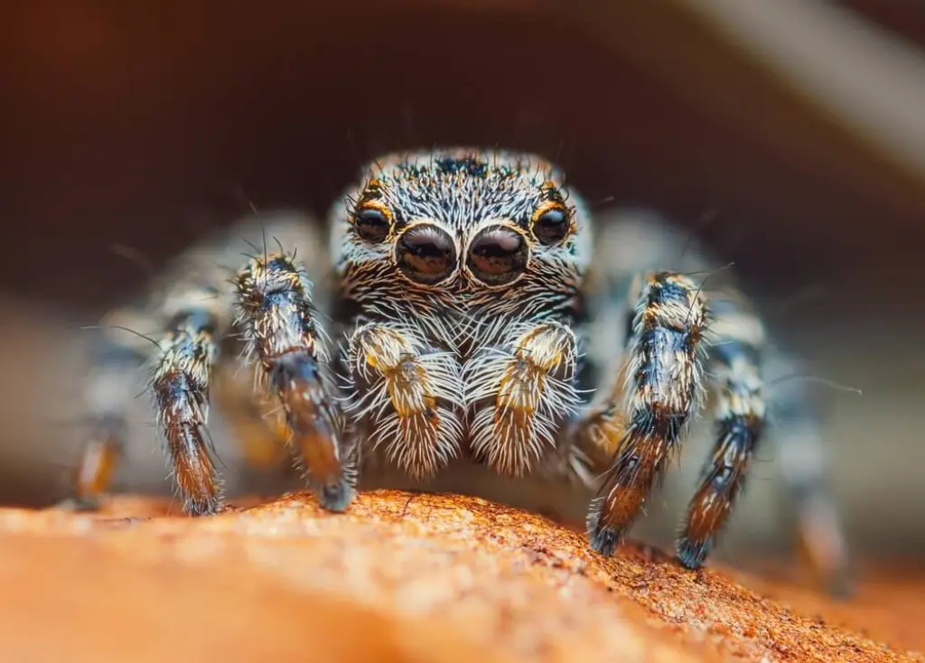 Jumping spiders Nature's little acrobats