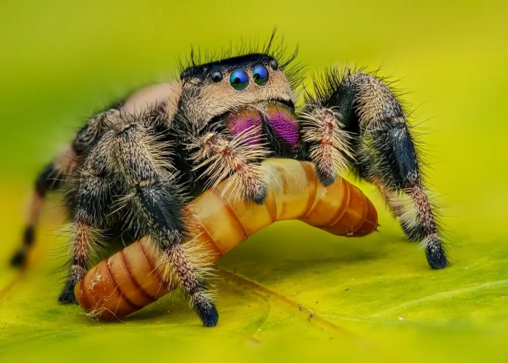 Jumping spiders Nature's little acrobats-Hunting Tactics