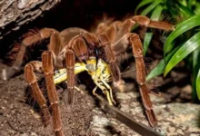 La Araña Más Grande del Mundo