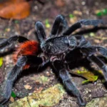 Brachypelma sabulosum