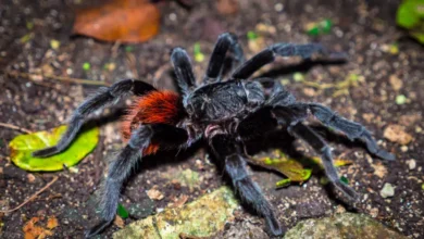 Brachypelma sabulosum