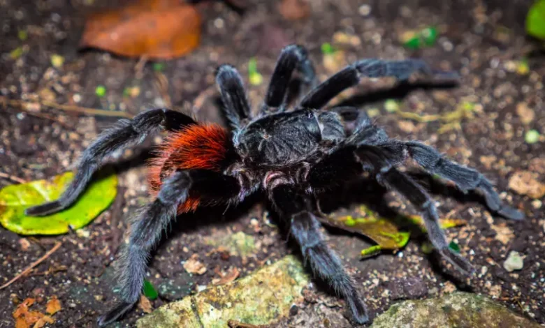 Brachypelma sabulosum