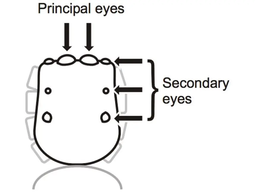 La estructura de los ojos de las arañas