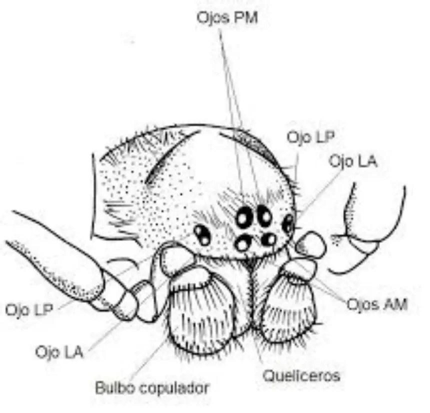 La estructura de los ojos de las arañas