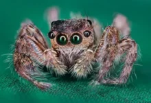 Las Tarántulas Más Comunes en Cautiverio