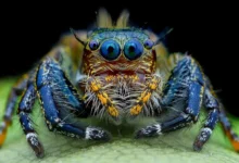 Las Tarántulas Más Impresionantes del Mundo