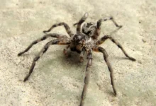 Lycosa tarantula