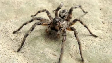 Lycosa tarantula