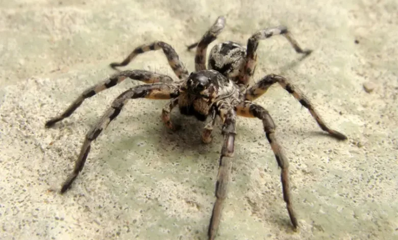 Lycosa tarantula