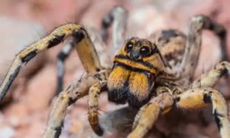 Lycosa hispanica