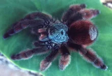 Avicularia metallica