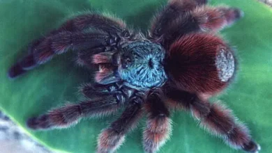 Avicularia metallica