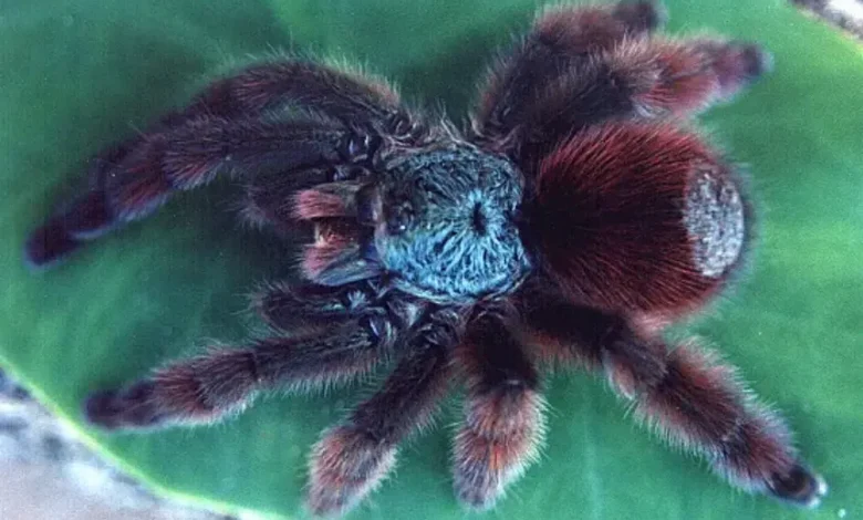 Avicularia metallica