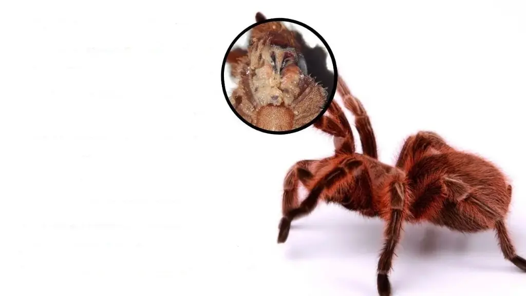 Nematodes visible around the chelicerae of a tarantula