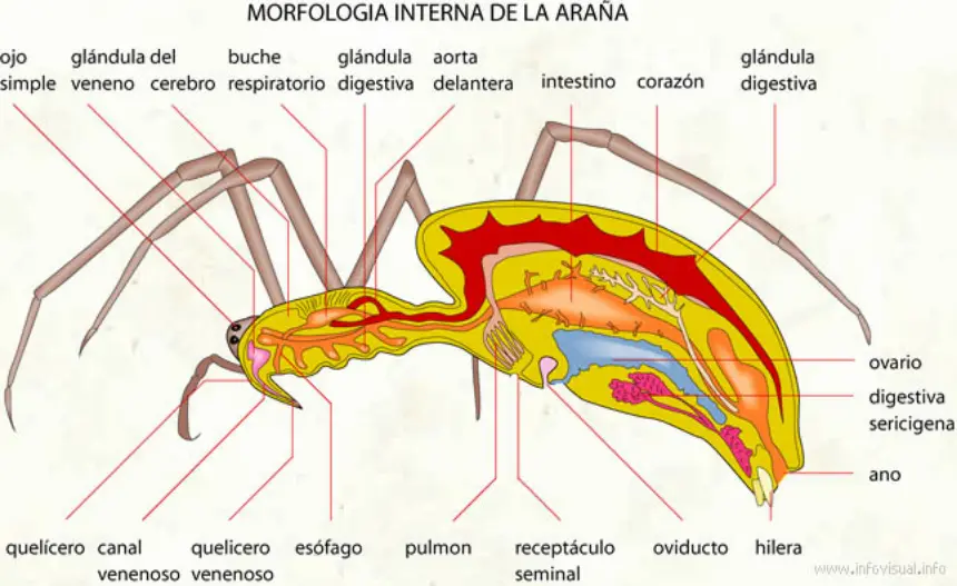 Organos y sistemas internos de las tarántulas